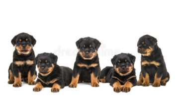 VOM RUHMHAUS ROTTWEILERS